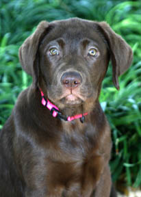 Coco